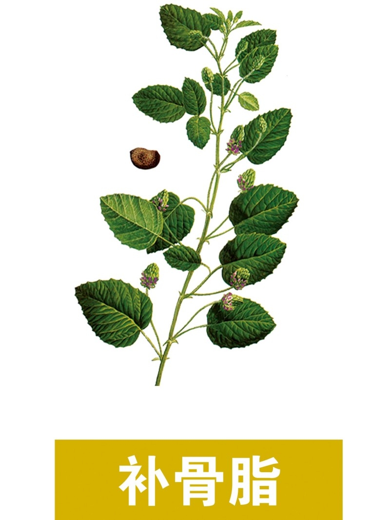 中草药材植物插图 补骨脂