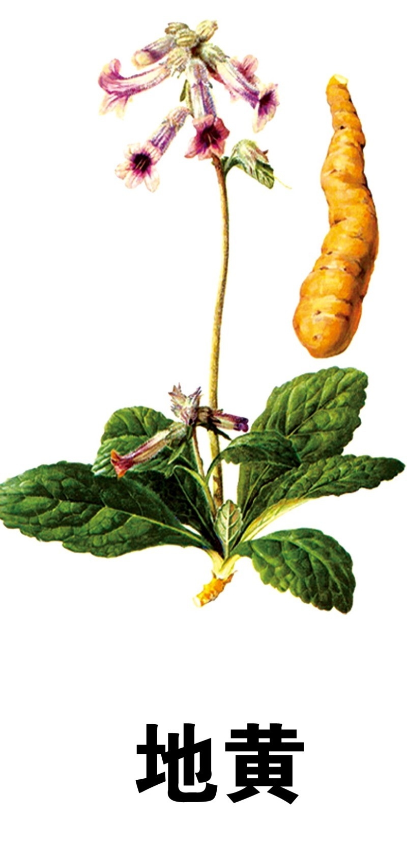 中草药材植物插图 地黄