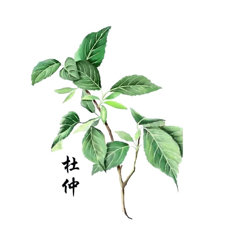 中草药材植物插图 杜仲 (2)
