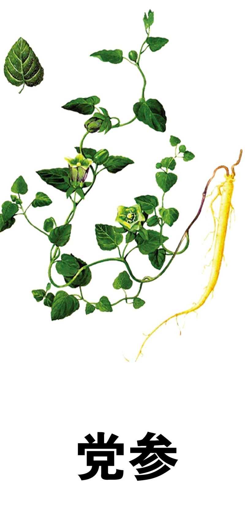 中草药材植物插图 党参 (2)