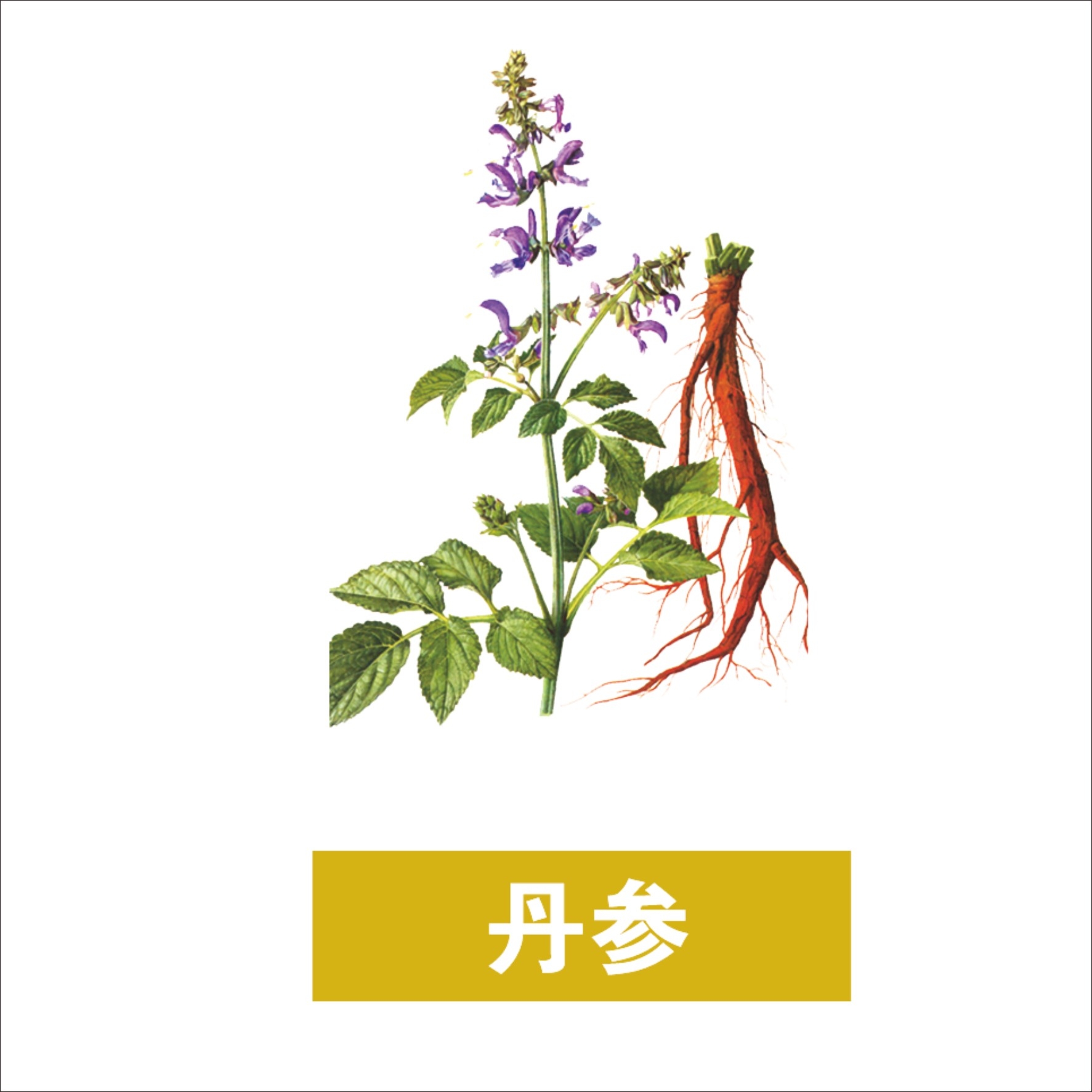 中草药材植物插图 丹参