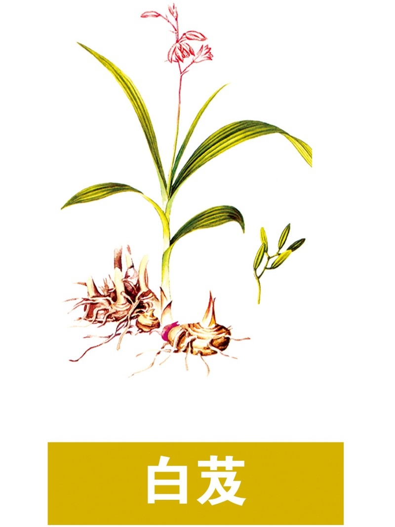 中草药材植物插图 白芨