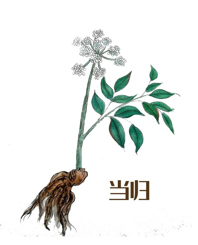 中草药材植物插图 当归 (5)