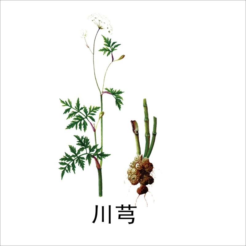 中草药材植物插图 川芎