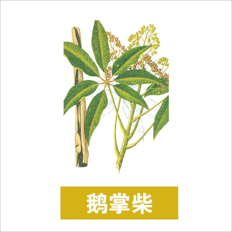 中草药材植物插图 鹅掌柴