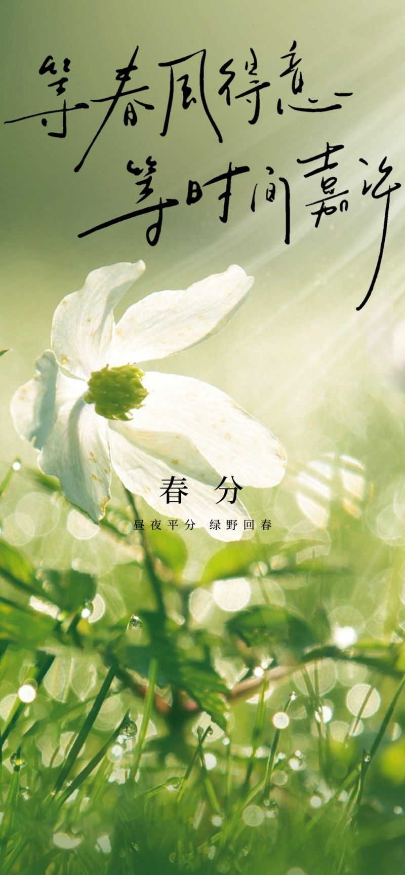 春分节气海报 (4)