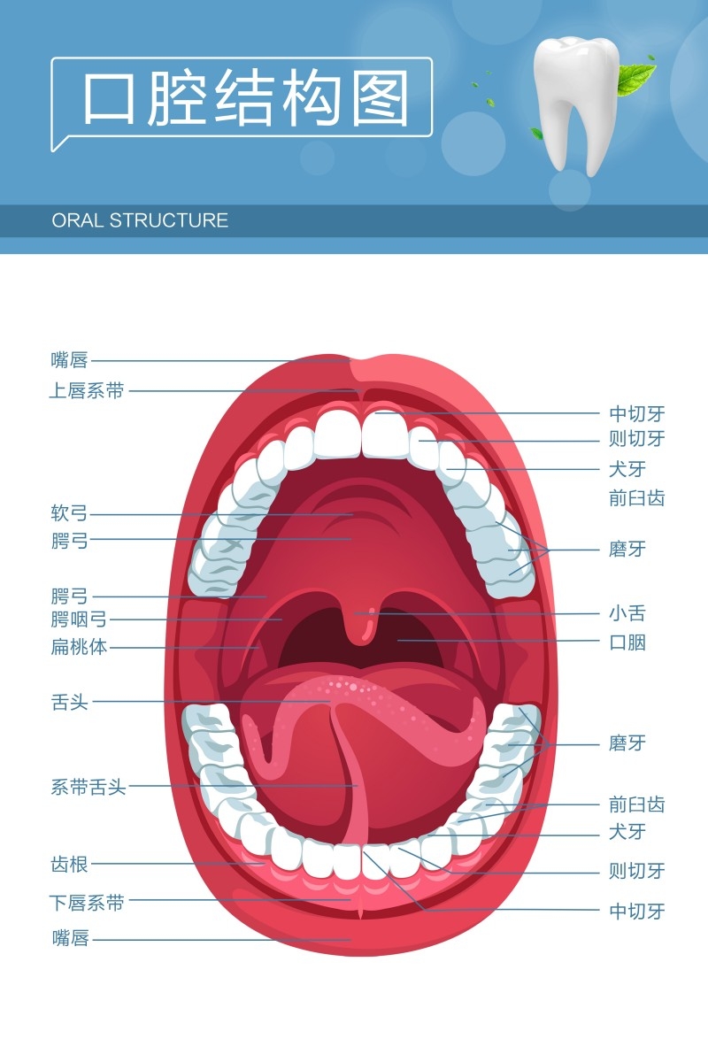 牙科装饰画口腔结构图