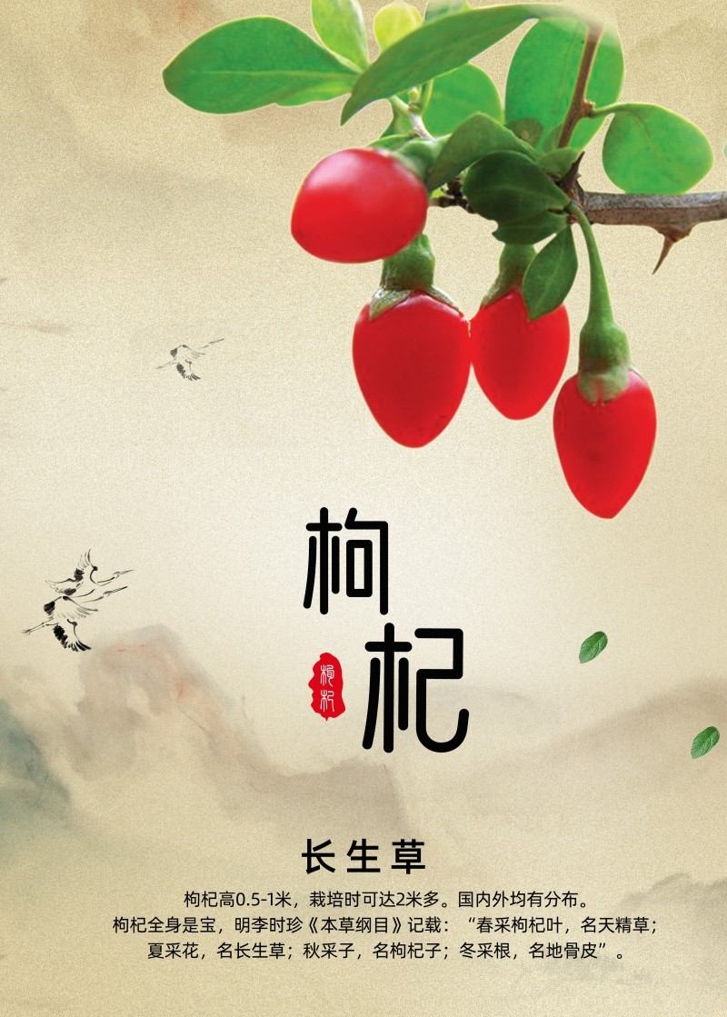枸杞展板海报