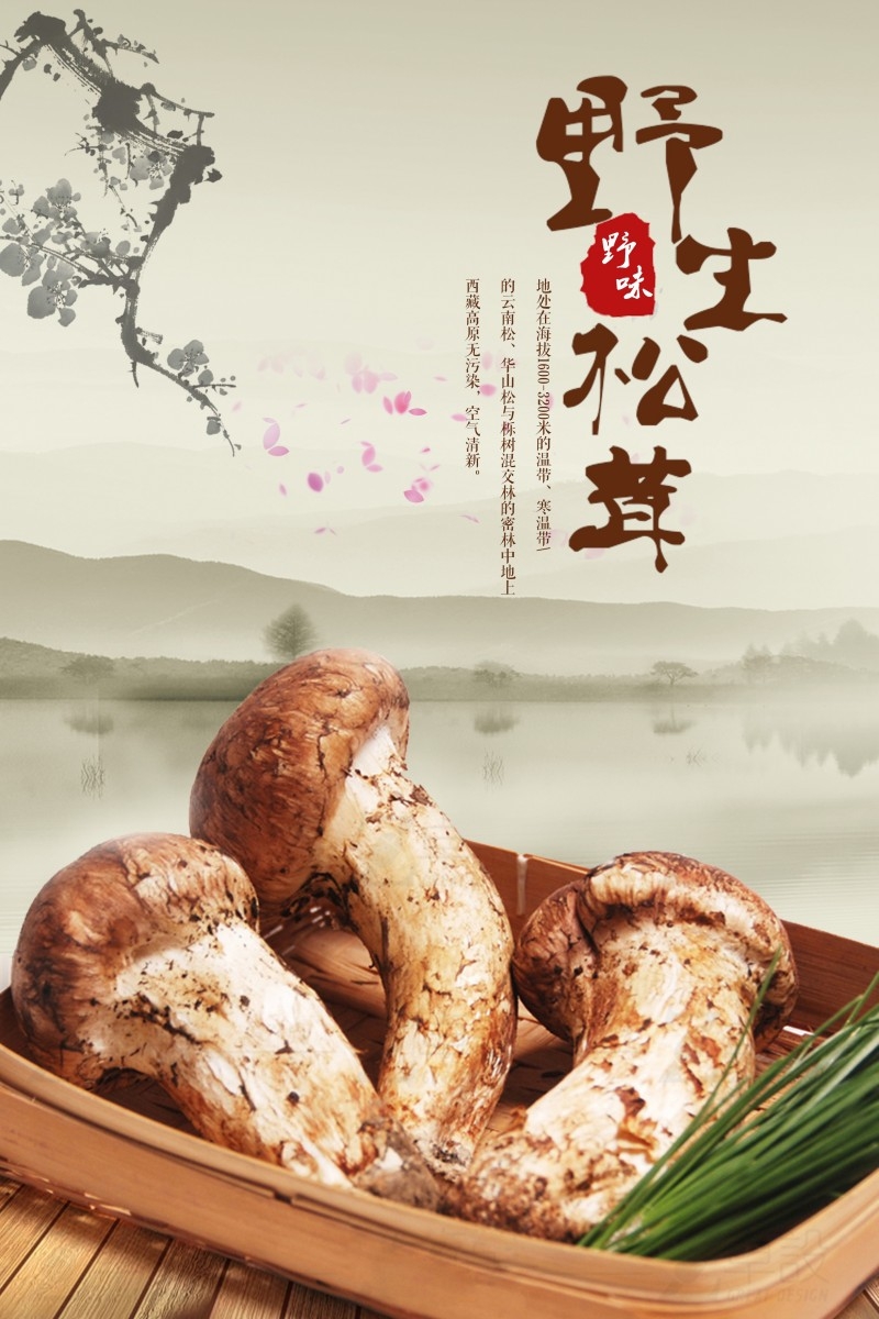 餐饮美食松茸海报