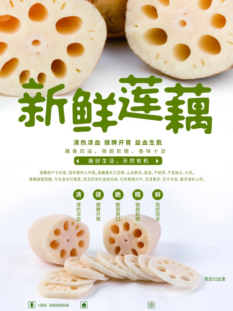 新鲜莲藕宣传海报