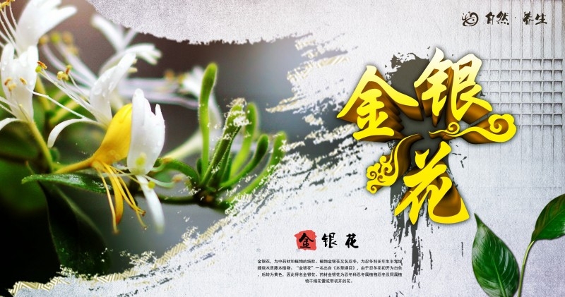 金银花茶展板海报 (3)