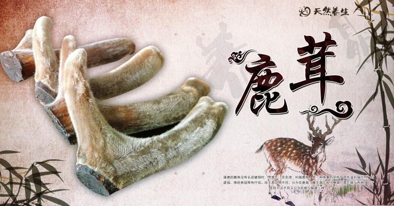 鹿茸宣传展板海报