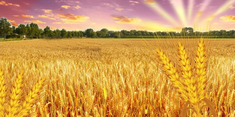 丰收稻谷小麦背景图