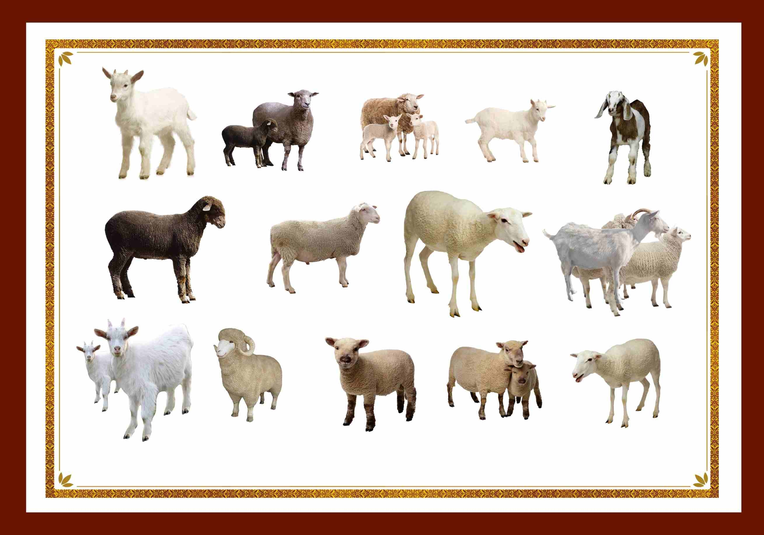 动物山羊绵羊图