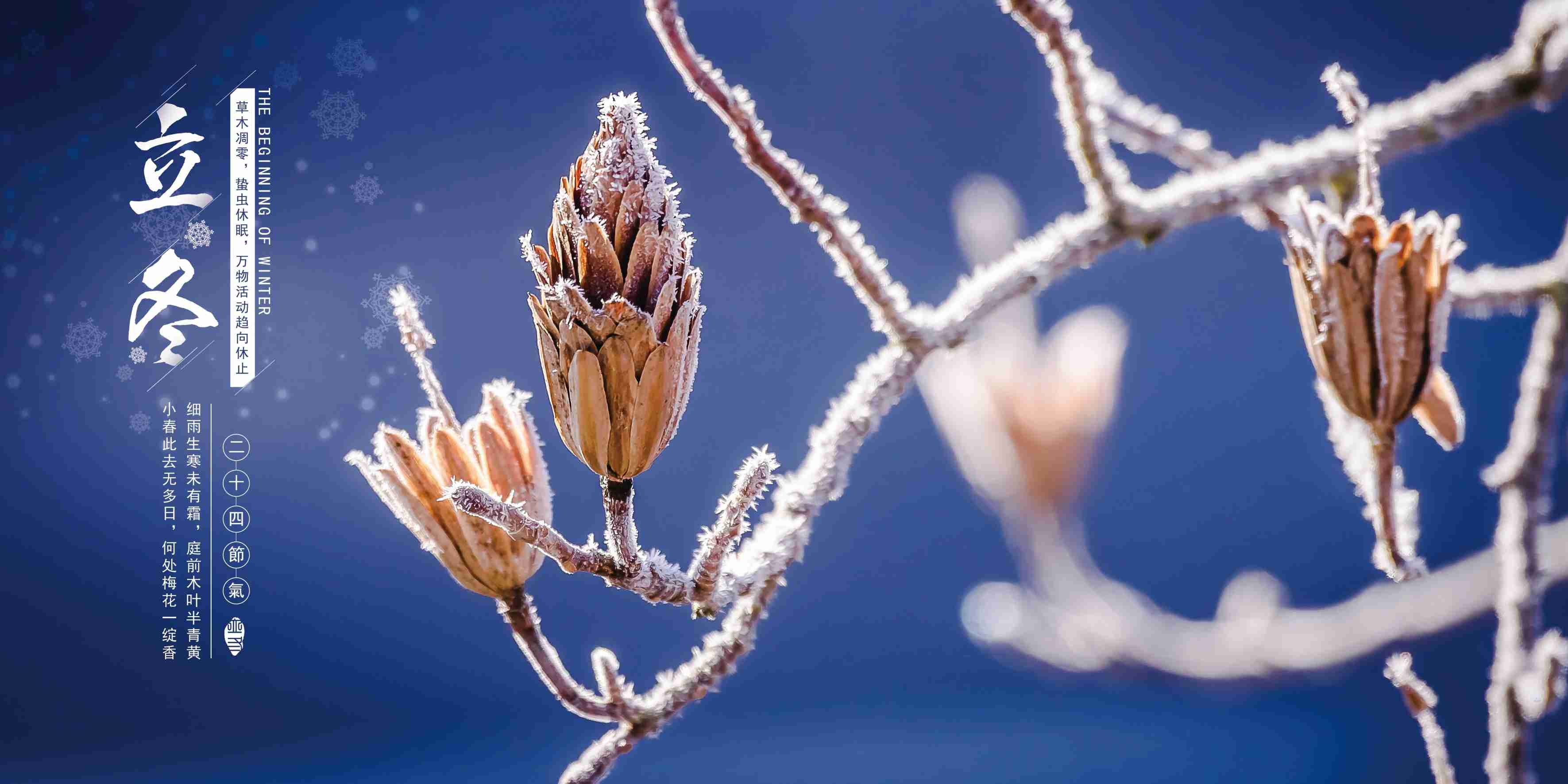 霜落枝头立冬展板