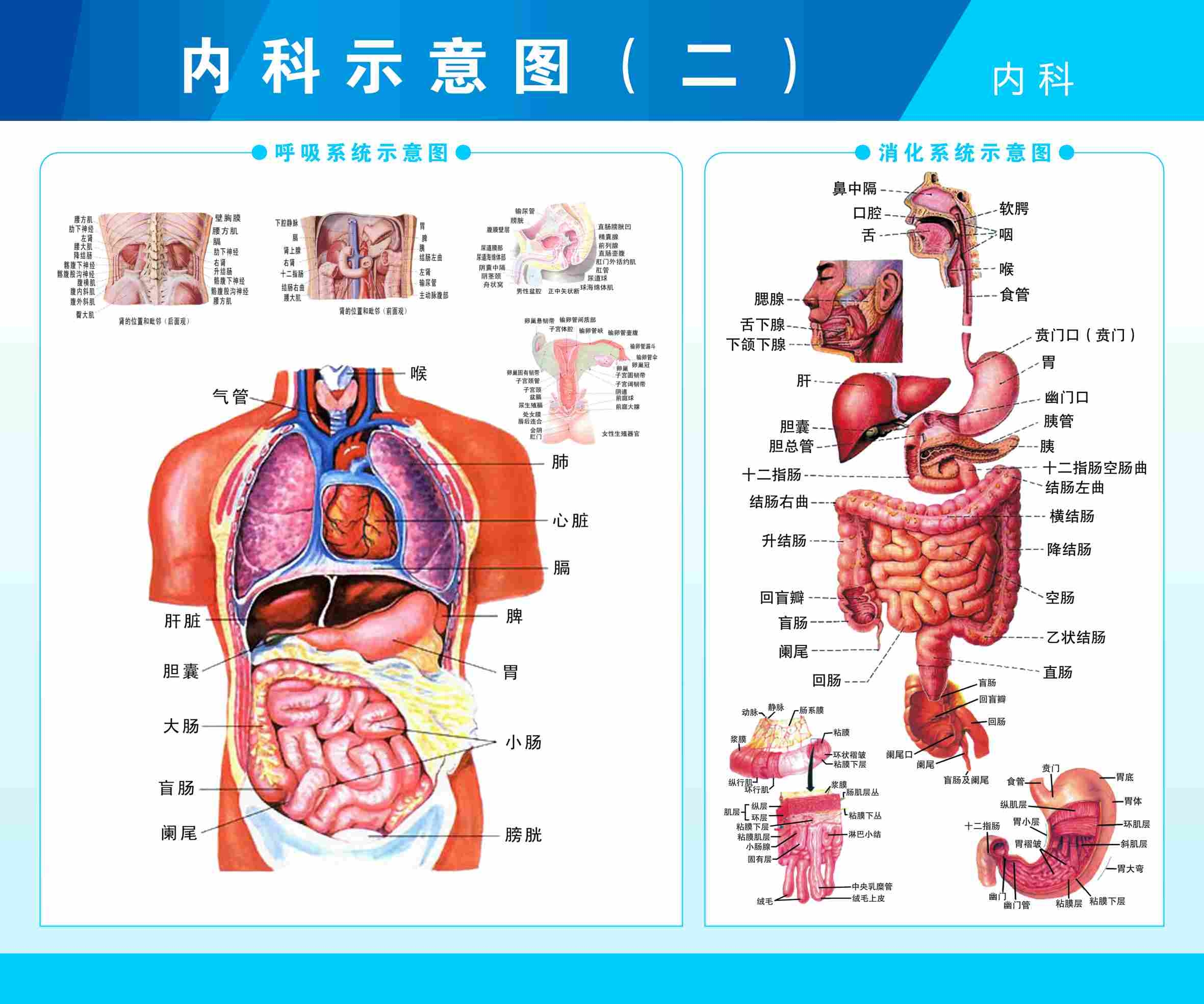 内科呼吸系统消化系统示意图挂画