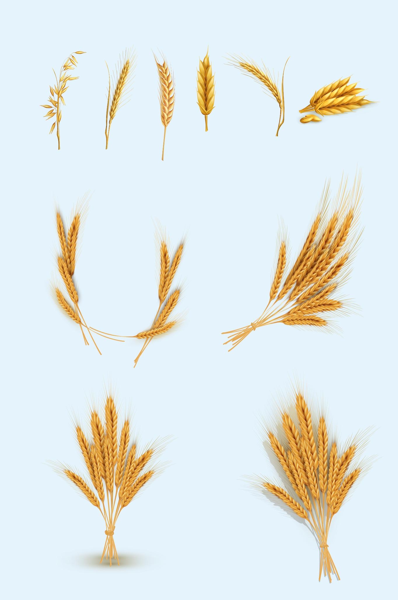 矢量金色黄色麦子麦穗小麦元素AI