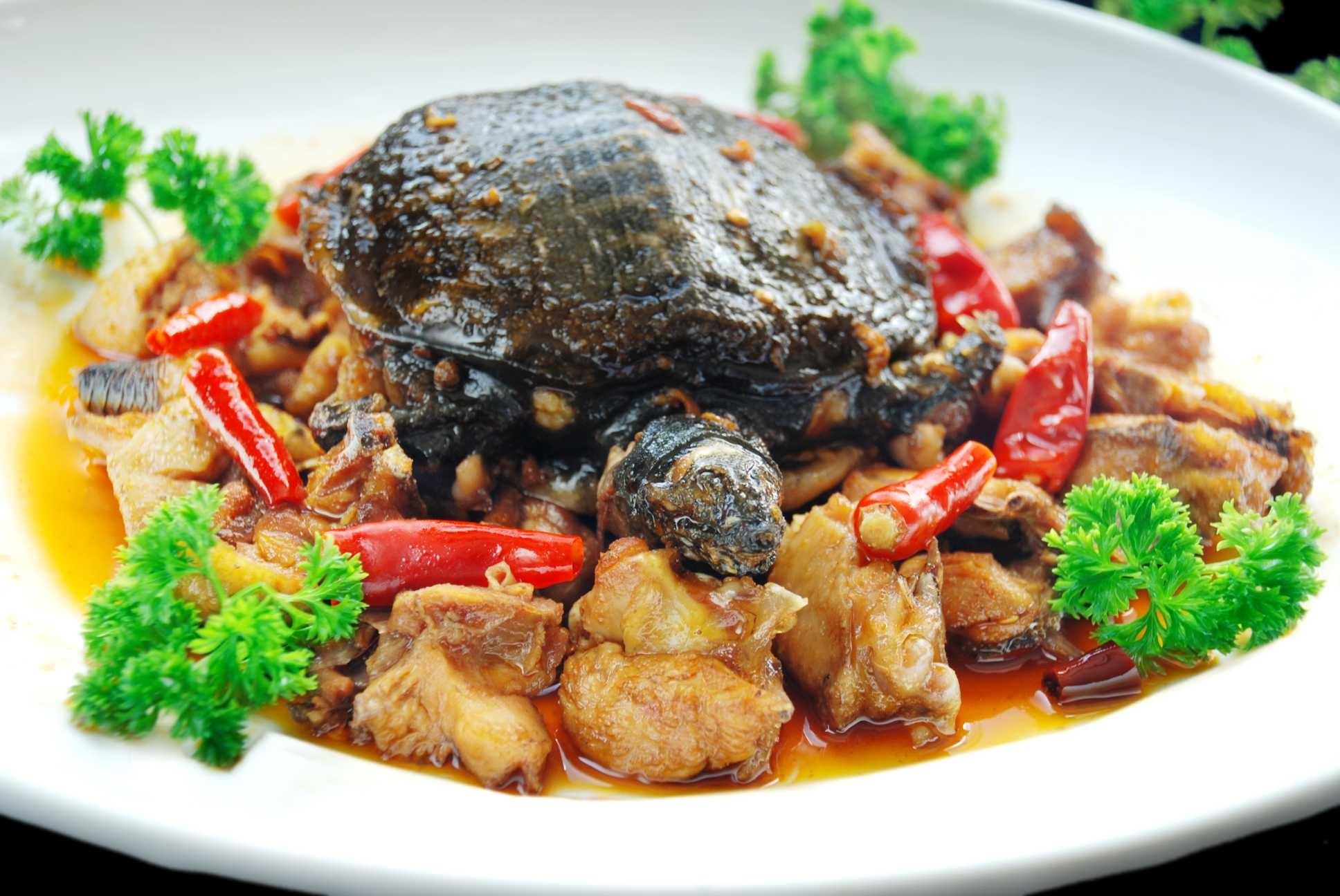 餐饮美食川菜土鸡烧甲鱼高清图片