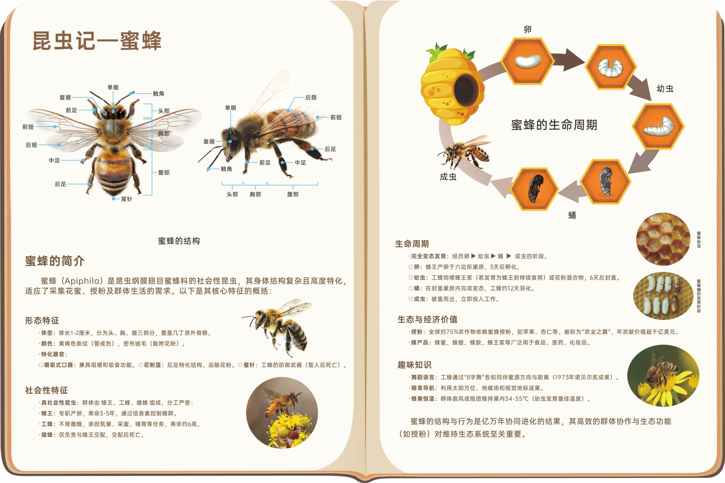 自然角区域角环创昆虫观察蜜蜂CDR素材源文件