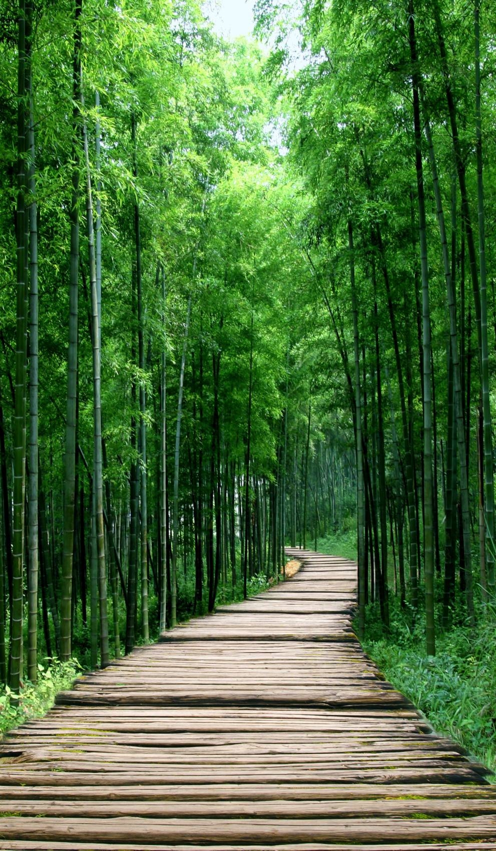 竹林小道图片PSD素材源文件