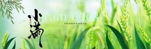 绿色清新小麦小满节气banner展板海报