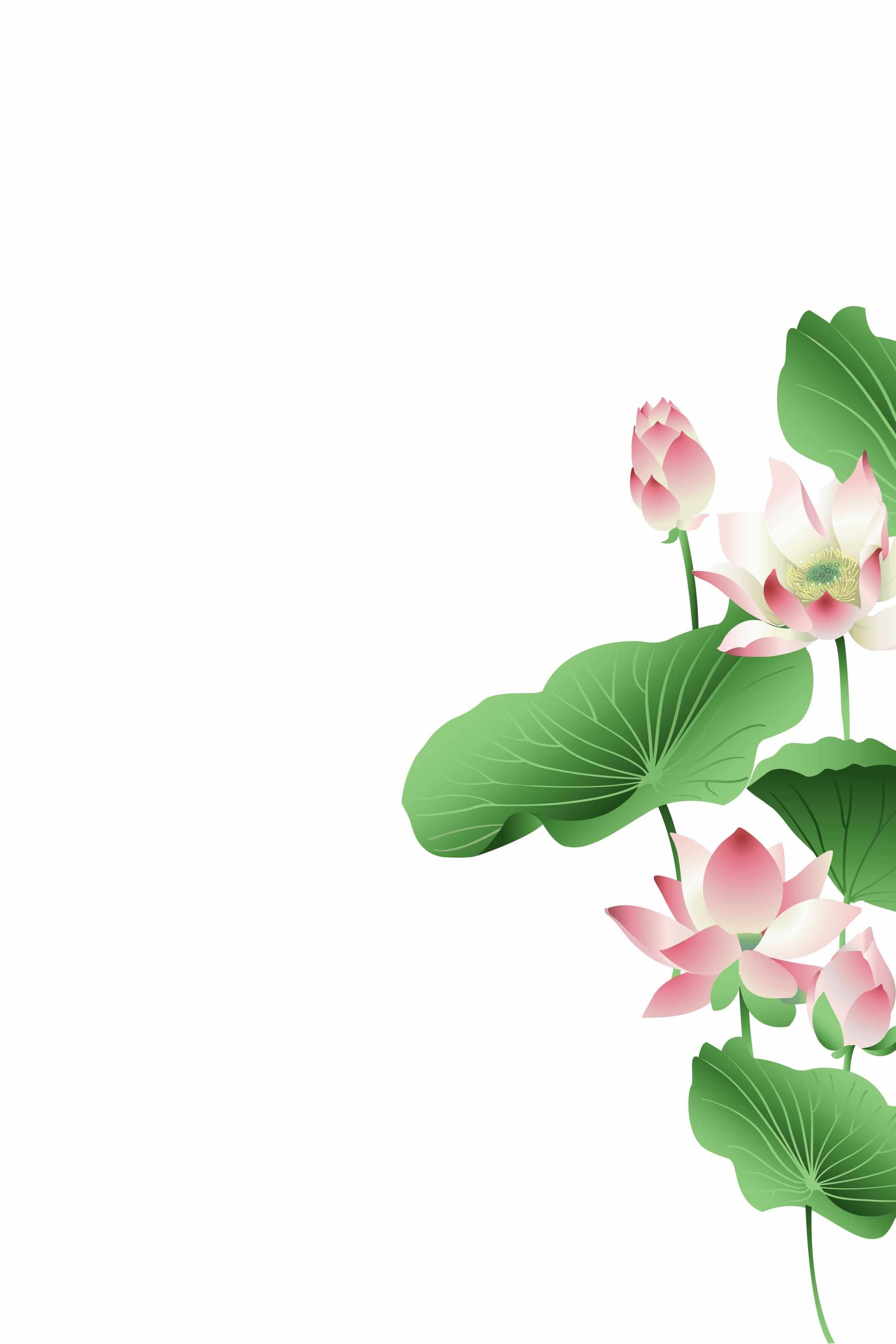 清晰荷叶荷花背景图